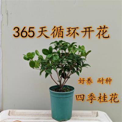 【四季桂花】营养土北方地栽室内外盆栽绿植花卉原盆原土发货