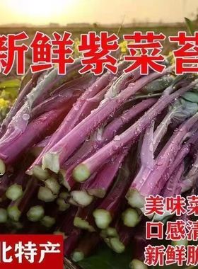 湖北洪山新鲜红菜苔脆嫩可口菜心当季时令蔬菜露天种植红菜苔