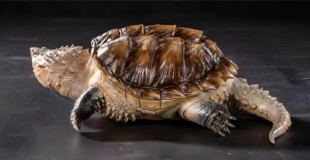 写实款佛鳄龟模型手办鳄龟爬宠摆件仿真原色白化佛鳄龟超高细节