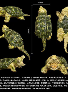 博物志原创｜限量仿真写实大鳄龟模型真鳄龟潮玩手办鳄龟爬宠摆件