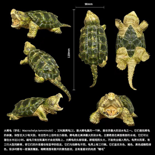 博物志原创｜限量仿真写实大鳄龟模型真鳄龟潮玩手办鳄龟爬宠摆件