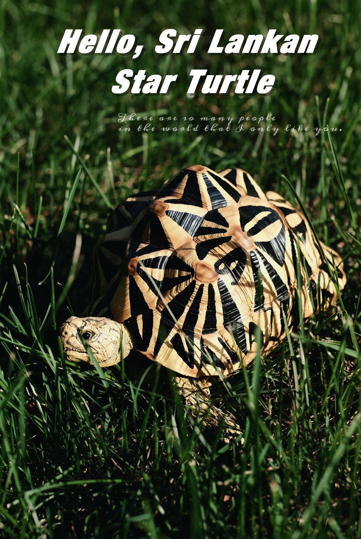 博物志工作室写实仿真斯里兰卡星龟陆龟模型手办爬宠爬虫写实手办