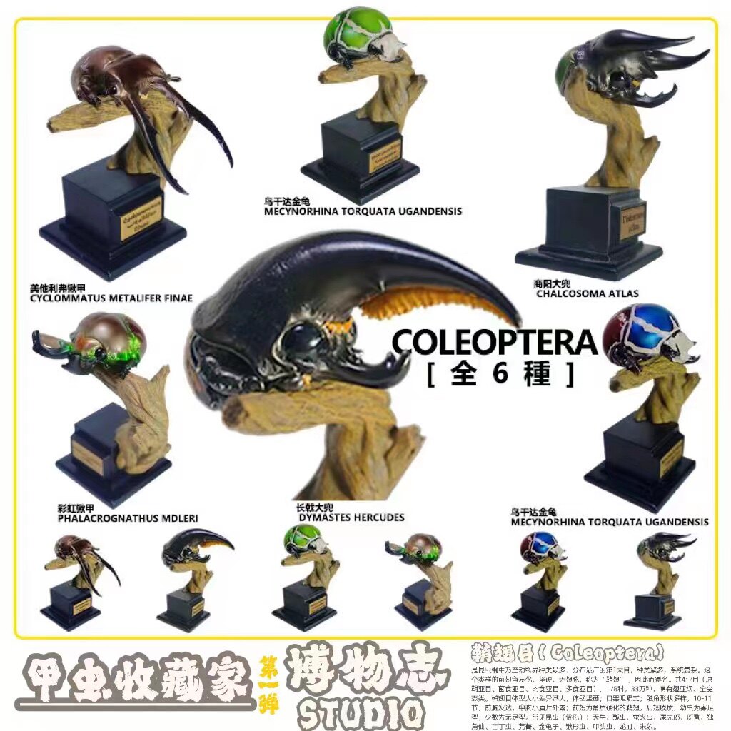 博物志出品 2022限定甲虫收藏家第一弹 昆虫模型 甲虫模型 潮玩