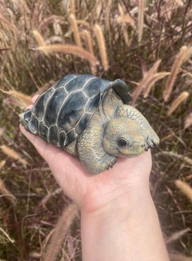 博物志原创出品 加拉帕戈斯象龟孤独乔治 爬宠模型陆龟手办摆件