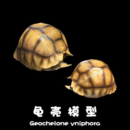 博物志原创｜仿真陆龟龟壳系列第一弹-安哥洛卡模型摆件爬宠文玩
