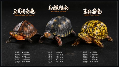 写实款金钱龟三线闭壳龟红腿龟东部箱龟模型爬宠手办仿真乌龟摆件