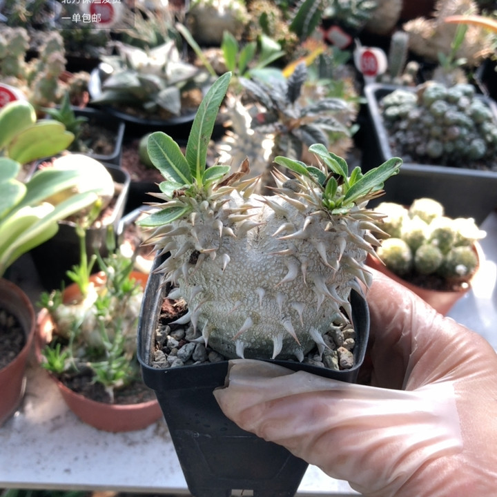 象牙玉