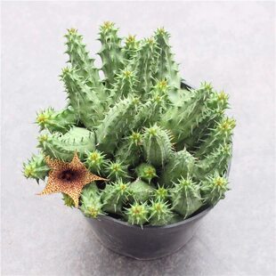 雷卡雷达萝藦科多肉植物群生室内仙人柱新款仙人球物豹纹