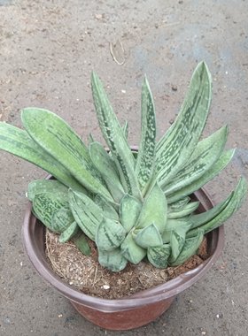 蜗牛芦荟带盆带土发货下单包邮