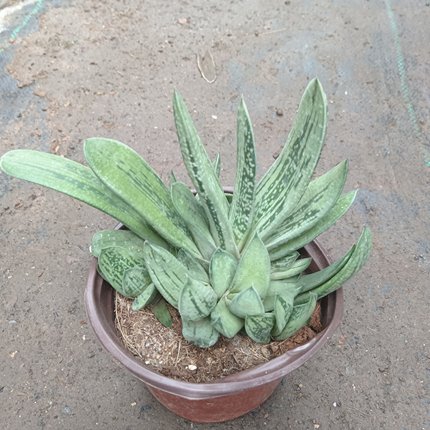 蜗牛芦荟带盆带土发货下单包邮