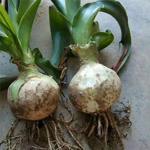 虎眼万年青盆栽中草药多肉植物海葱可食用入药汗汉旱三七奇花包邮