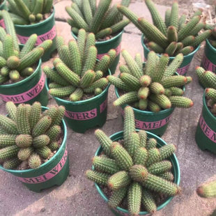 开花仙人垂钓金妞黄金花柱植物多肉盆栽仙人球仙人掌防辐射绿植