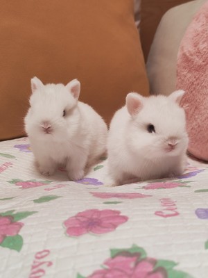 上海家庭繁育蓝眼白双血统侏儒兔