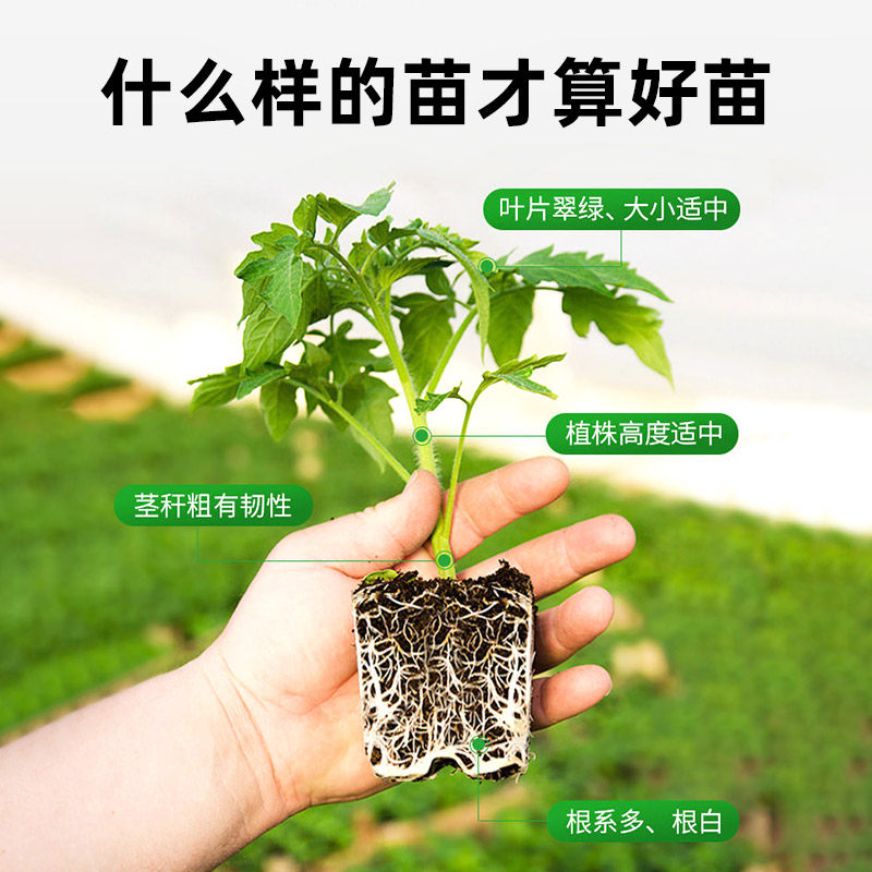 生升农业育苗基质60升 蔬菜育苗土泥专用营养土扦插穴盘泥炭土