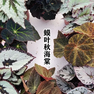 蟆叶海棠·冰魄凝霜单色冷调观叶雅品 带花苞室内阳台垂吊观叶植