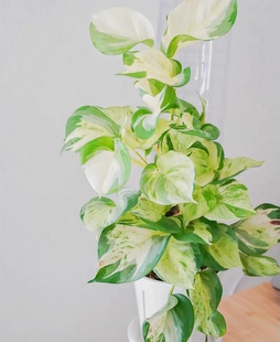 包邮 快乐叶子绿萝多年生草本常绿桌面观叶植物盆栽水培 新绿