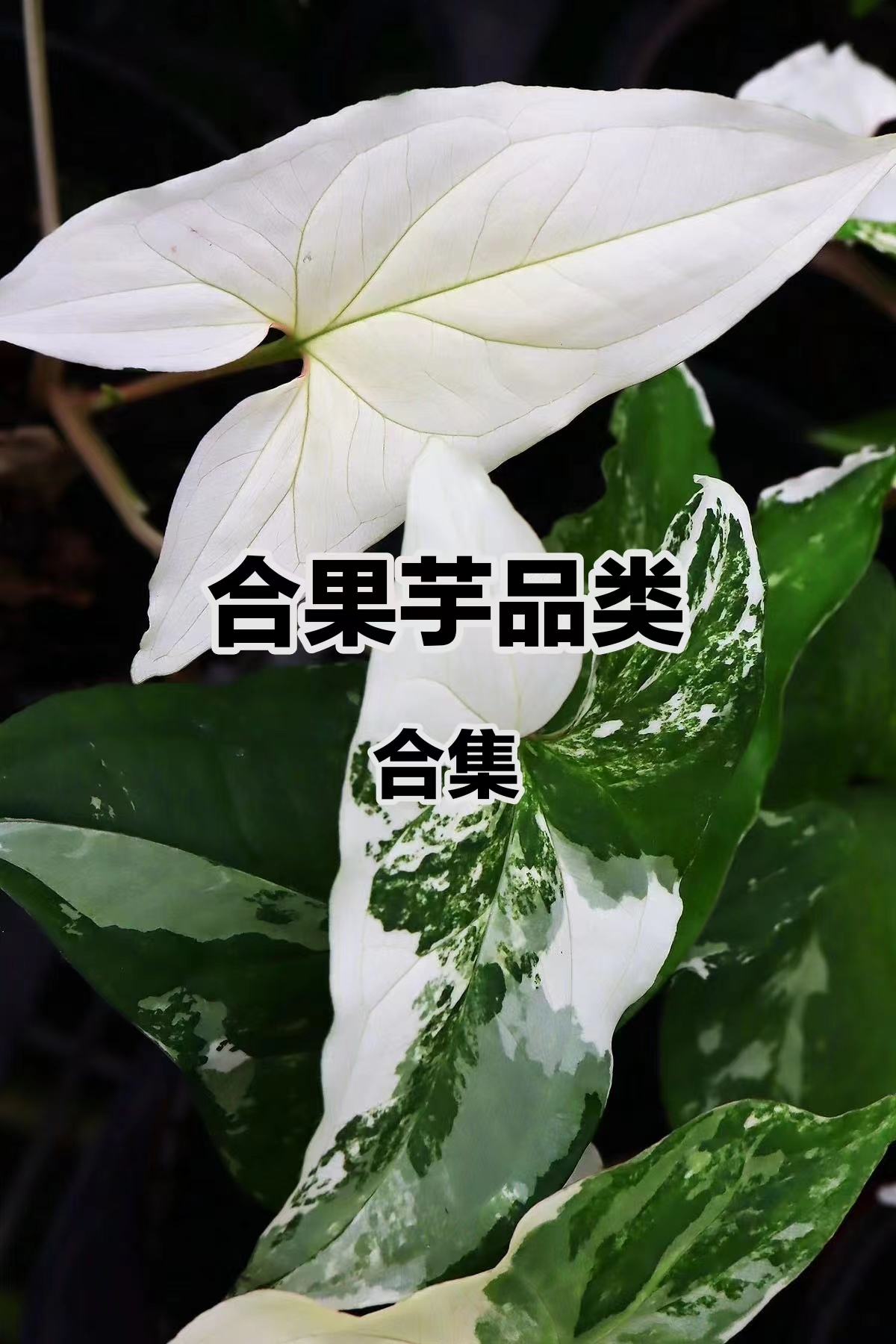 【新绿】白锦合果芋粉锦果彩色三皇合热植ins花卉办公室易养桌面 鲜花速递/花卉仿真/绿植园艺 时令草本花卉 原图主图