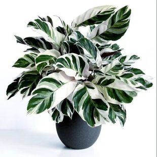 新绿·伴兮 多品种平价白绿黄油画竹芋鲜活原生种植 竹芋合集