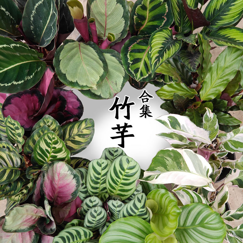 新绿·伴兮【竹芋合集】多品种平价 白绿黄油画竹芋鲜活原生种植