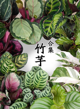 竹芋合集耐荫好养盆栽