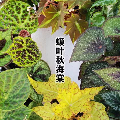 蟆叶海棠·流金溢彩明黄渐变 珍稀盆栽珍稀盆栽海棠办公桌面