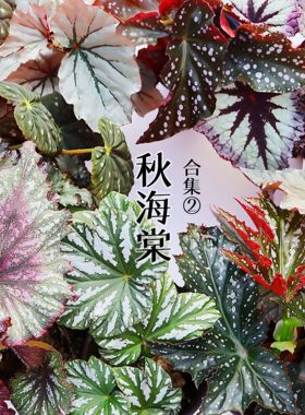 【蟆叶】B款集热带风情集 自销秋海棠办公室内桌面网红蓝叶盆栽