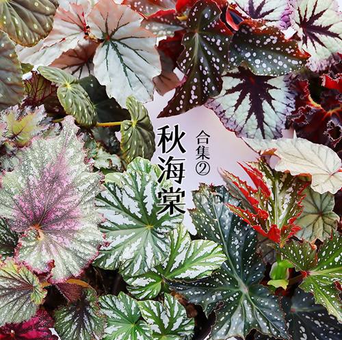 【蟆叶】B款集热带风情集 自销秋海棠办公室内桌面网红蓝叶盆栽