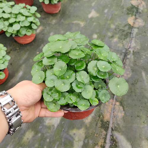 【新绿】（铜钱草大盆）超满盆多叶水培好养绿植带盆土耐晒耐荫