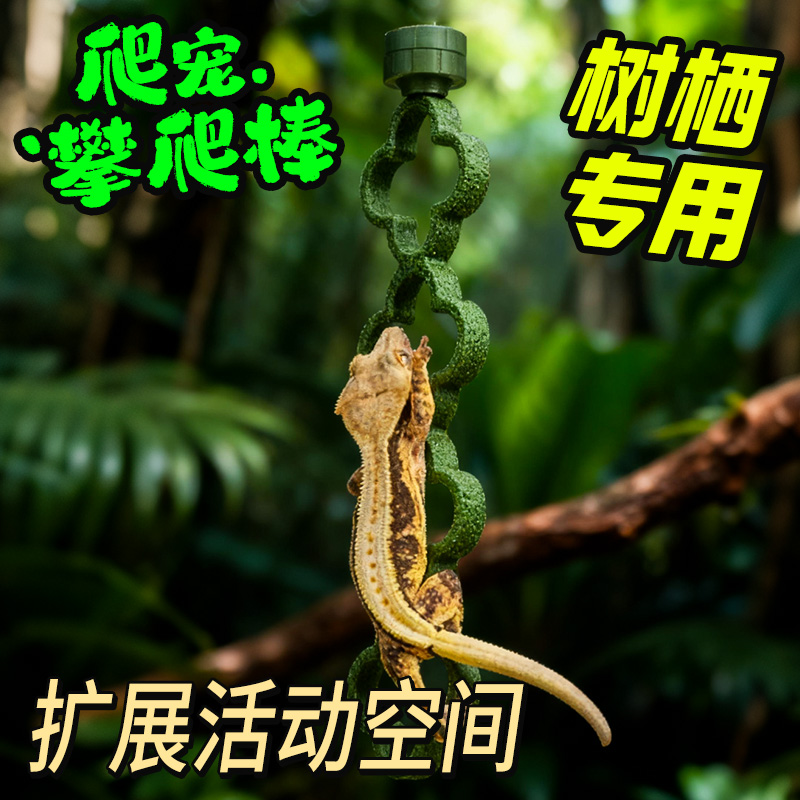 R属睫角守宫树蛙攀爬棒造景植物