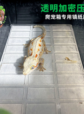 草莓异宠世界爬宠店睫角守宫巨人角蛙饲养盒垫材网格压板透明卫生