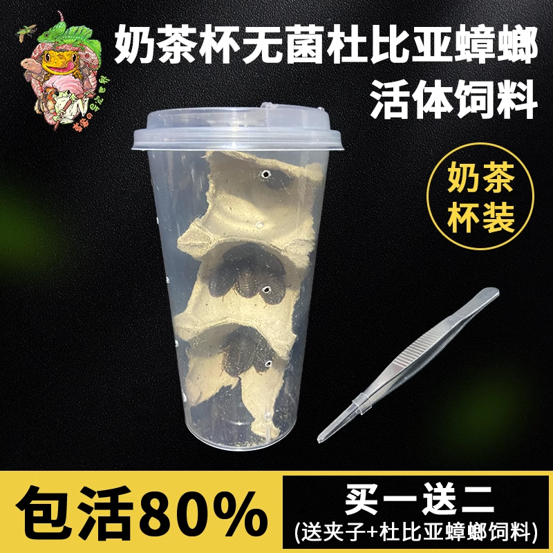 无菌奶茶杯杜比亚蟑螂活虫饲料饲养繁殖组鬃狮蜥蜴守宫乌龟鸟粮食