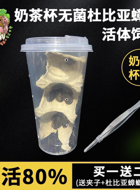 无菌奶茶杯杜比亚蟑螂活虫饲料饲养繁殖组鬃狮蜥蜴守宫乌龟鸟粮食