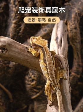SuperRep爬宠藤木攀爬藤条蜥蜴蛇睫角R属守宫蛙爬虫箱饲养缸造景