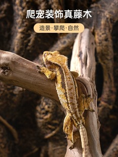 SuperRep爬宠藤木攀爬藤条蜥蜴蛇睫角R属守宫蛙爬虫箱饲养缸造景