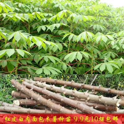 广西容县高产山坡食用红皮白肉面包甜木薯种茎苗 木树薯包邮