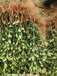 油茶苗高产嫁接油茶树苗江西长林系湘林白花山茶油苗茶树苗品种好