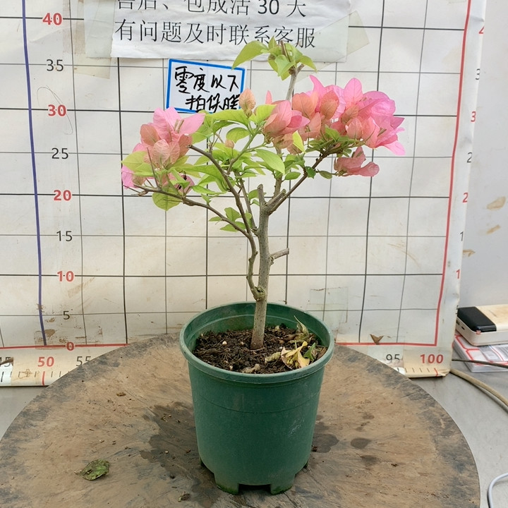118k1橙粉公主,鲜花速递/花卉仿真/绿植园艺,绿植,淘宝优惠券,粉丝福利购,淘宝优惠卷