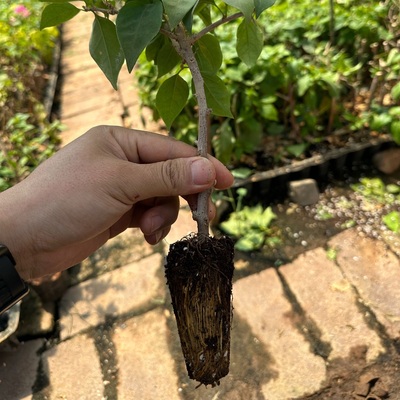 三角梅福利小苗3棵不同品种不同颜色随机发货勤花品种可爬藤