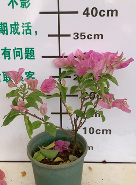 69y口红