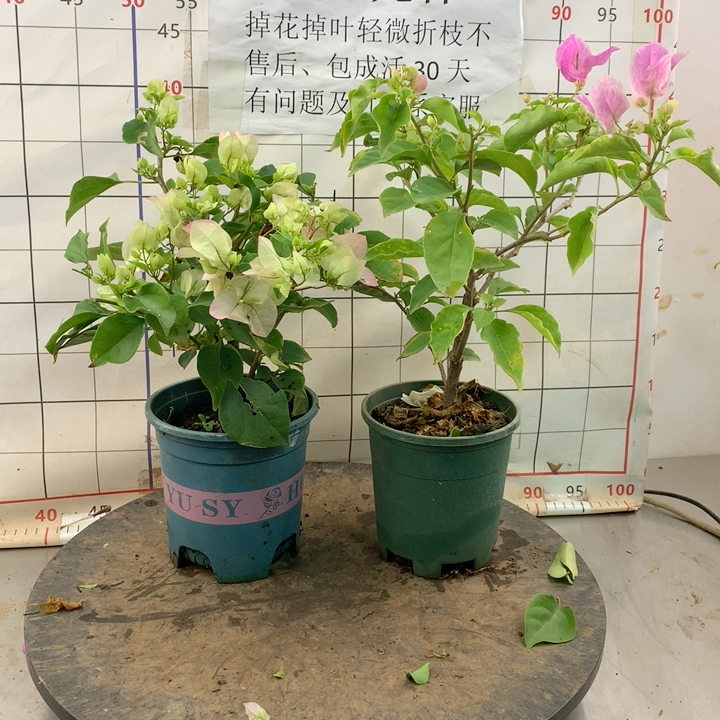 48k2绿樱 广红樱