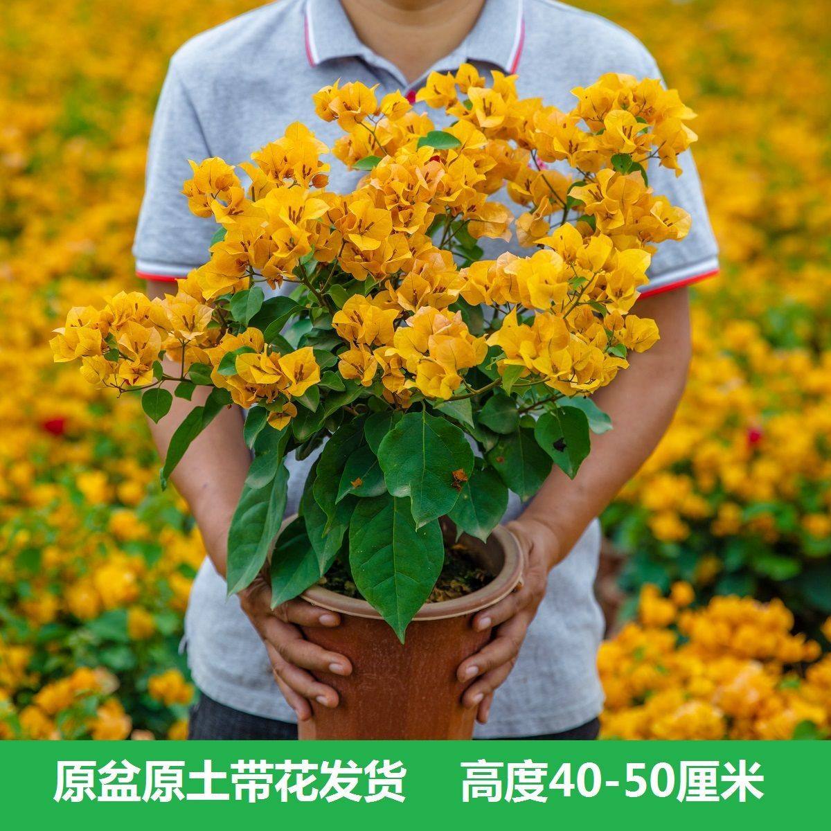 树多多三角梅基地直销（三角梅运输途中会掉花掉叶、介意慎拍）,鲜花速递/花卉仿真/绿植园艺,绣球/木绣球/木本植物,淘宝优惠券,粉丝福利购,淘宝优惠卷