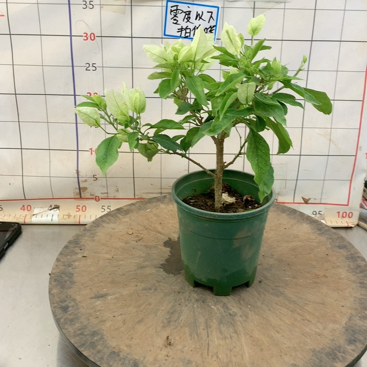 50k1大宫白,鲜花速递/花卉仿真/绿植园艺,绿植,淘宝优惠券,粉丝福利购,淘宝优惠卷