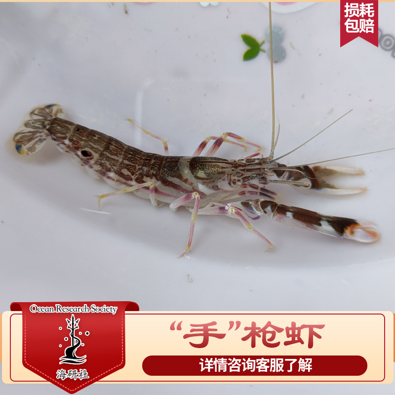 手枪虾海洋生物海缸翻砂虾工具虾吃残渣包损