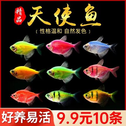 天使鱼观赏鱼热带淡水观赏鱼群游不褪色七彩神仙斑马孔雀鱼可混养