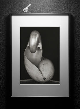 摄影作品 摄影家Edward Weston的贝壳系列 客厅沙发挂画装饰画