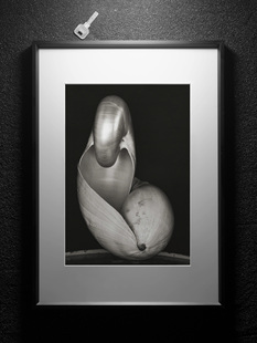 摄影作品 摄影家Edward Weston的贝壳系列 客厅沙发挂画装饰画