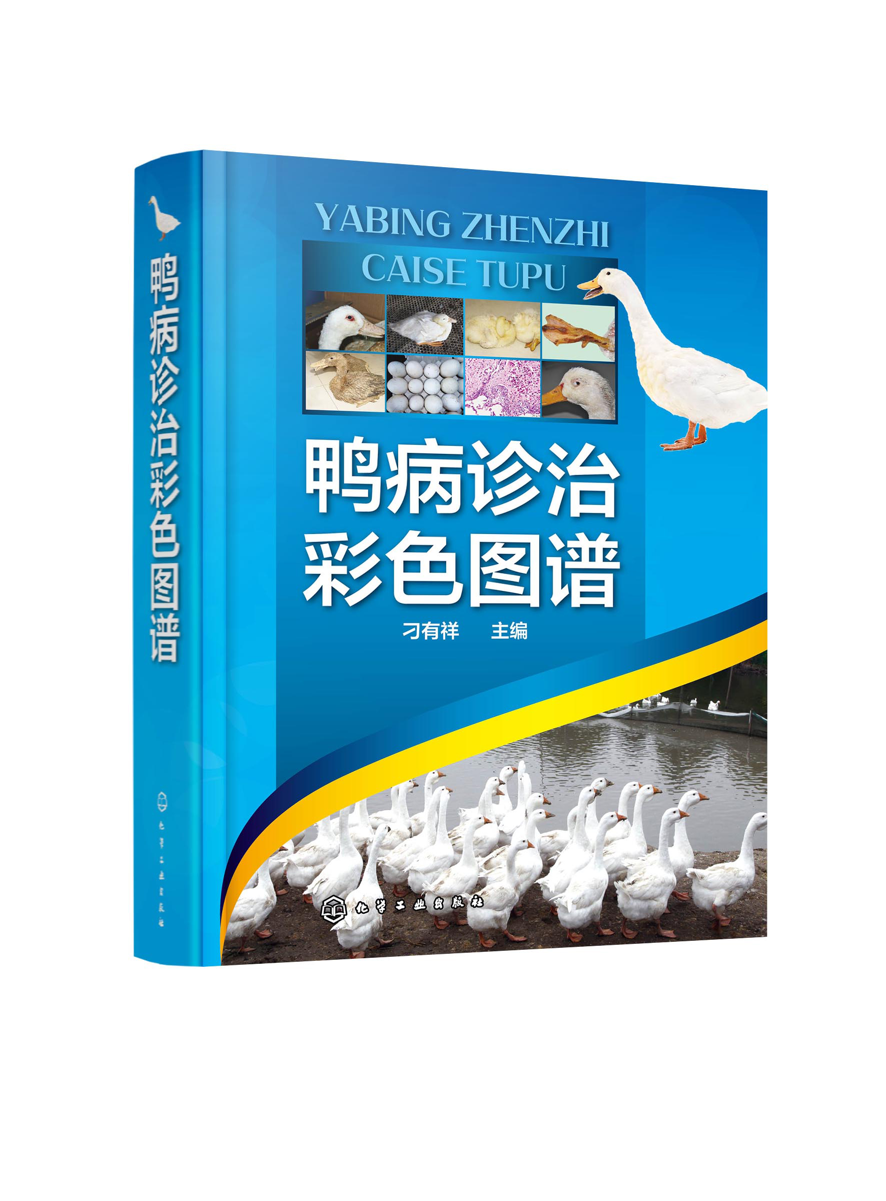 正版书籍 鸭病诊治彩色图谱 刁有祥  主编化学工业出版社9787122396662 268.00 书籍/杂志/报纸 畜牧/养殖 原图主图