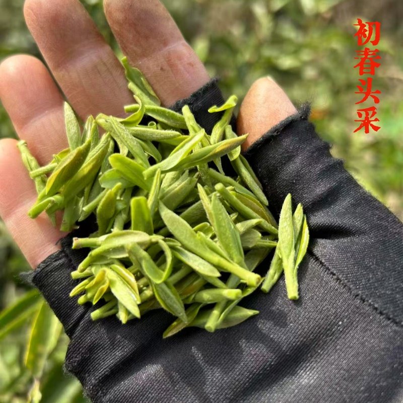 明前石笕绿茶浙江诸暨罐装100克