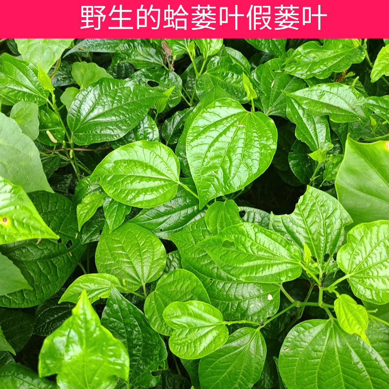 广东包粽子炒螺香菜调味料新鲜蛤蒌叶假蒌叶青蒌叶假蒟叶假蒌叶。