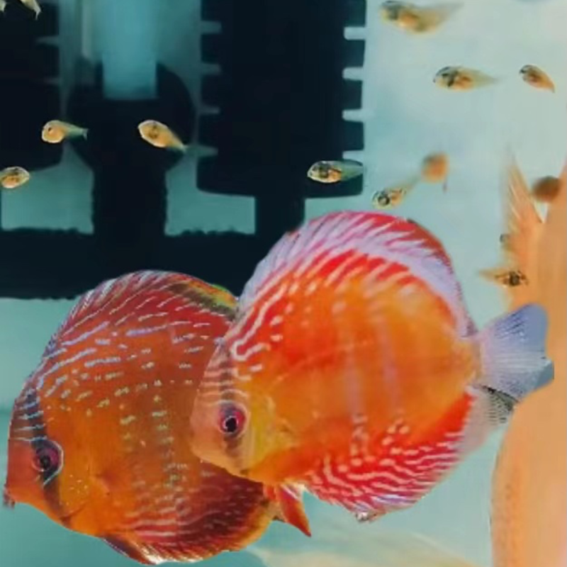 七彩神仙鱼 啊莲卡鱼苗